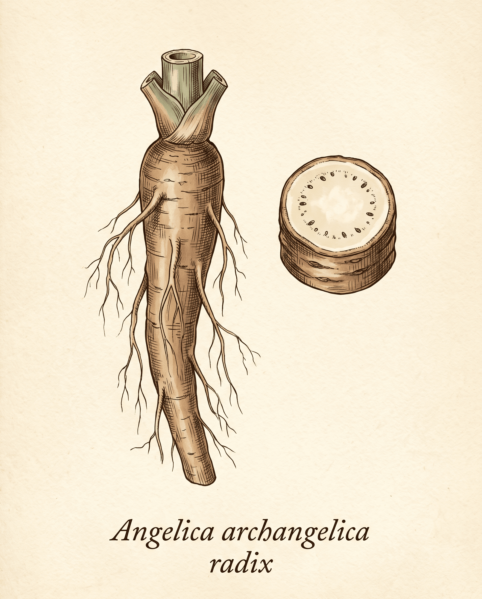 Botanical illustration of Angelica archangelica taproot with rootlets and cross-section