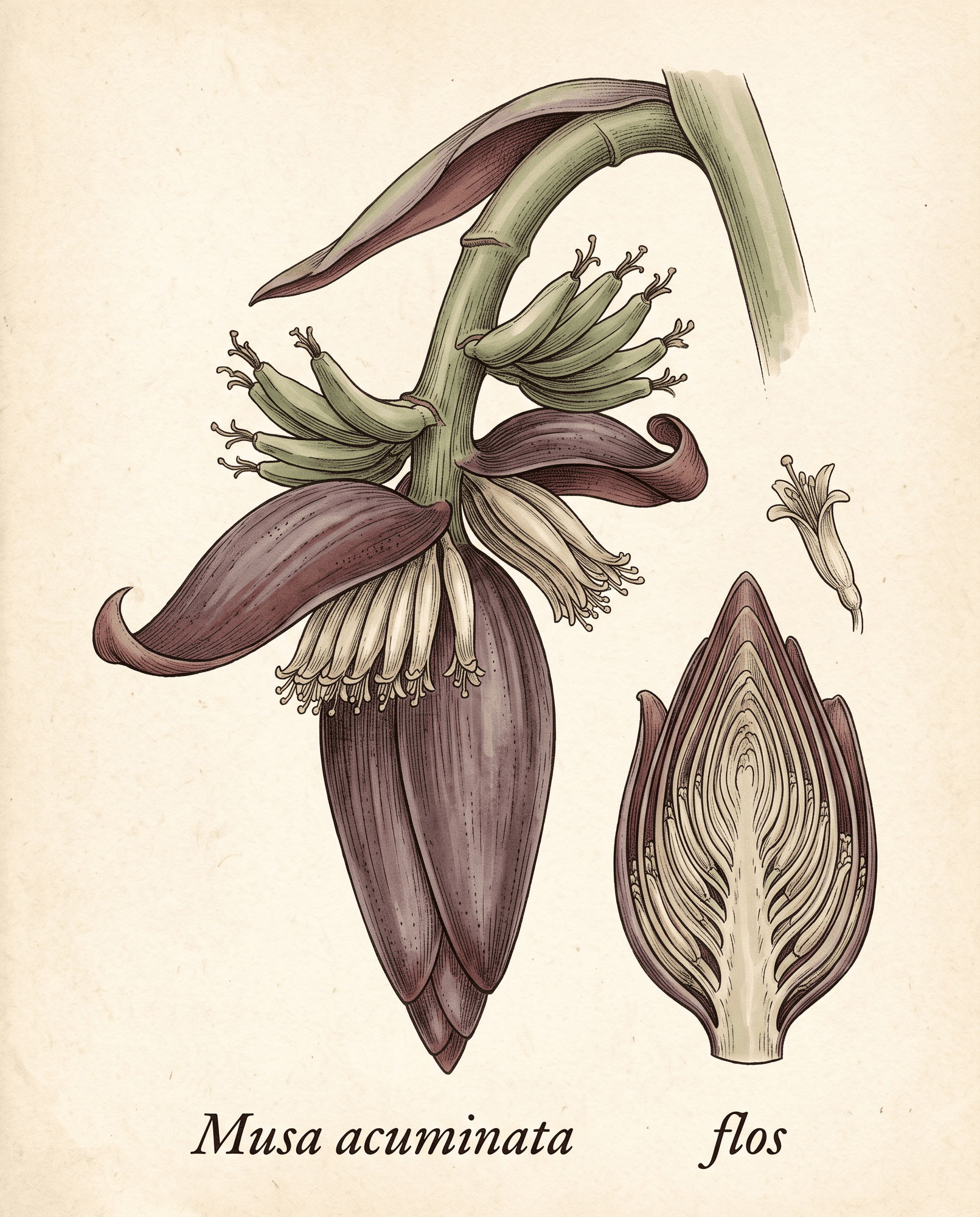 Botanical illustration of the banana flower heart in cross-section, showing bracts and tiers of flowers