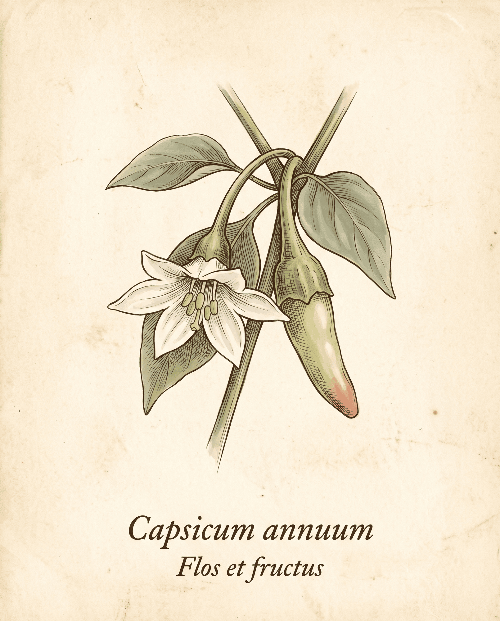 Botanical illustration of a single white cayenne flower with a green immature pepper forming behind it