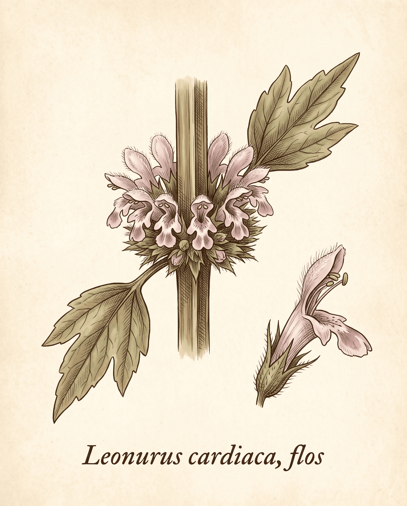 Botanical illustration of motherwort flower whorls clustered at the leaf nodes