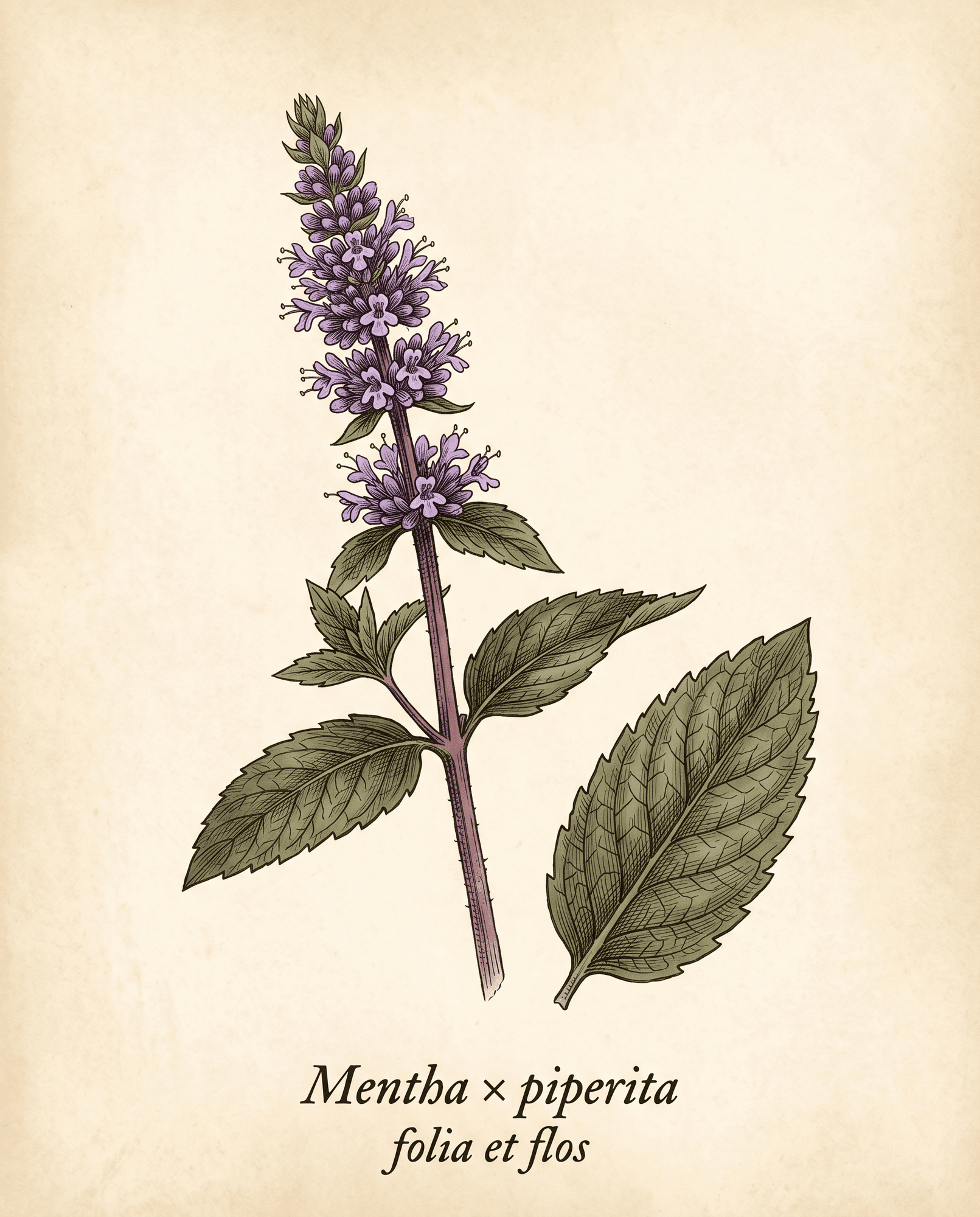 Botanical illustration of a peppermint flowering top with whorled violet flowers and a detached serrated leaf